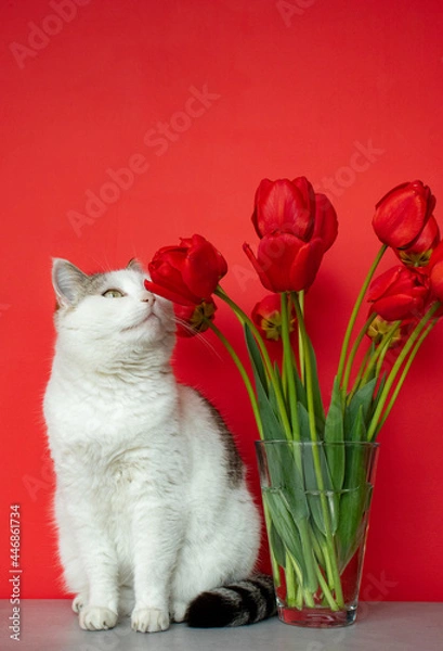 Obraz White cat sniffs red tulips on a red background