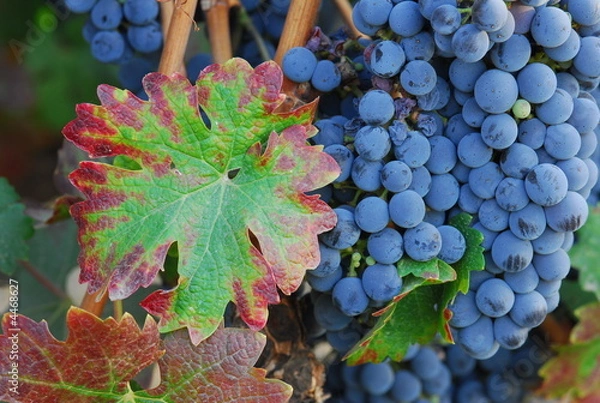 Fototapeta blue grapes