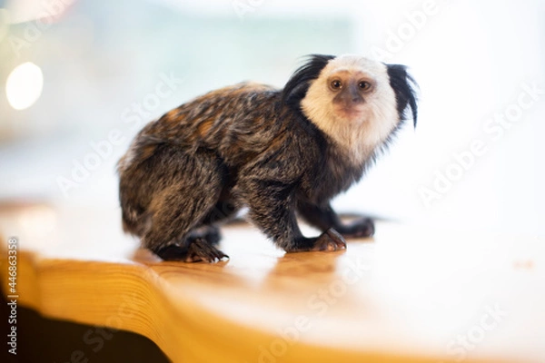 Fototapeta Small black-crested monkey on a light background. Animals. Little monkey