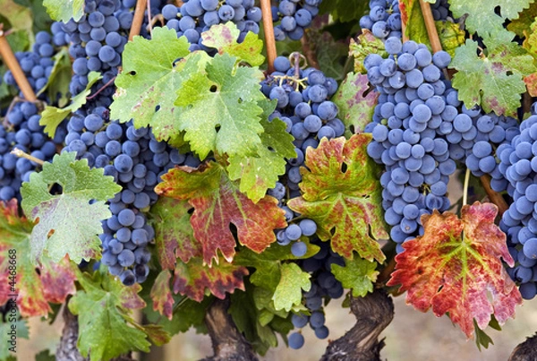 Fototapeta Before the harvest