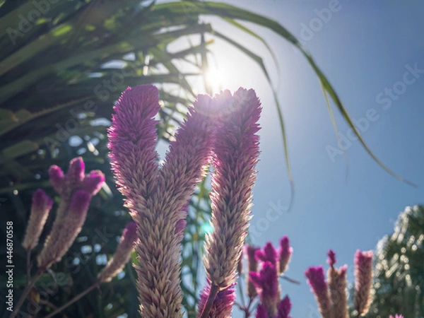 Obraz Australian flower flora native sunlight