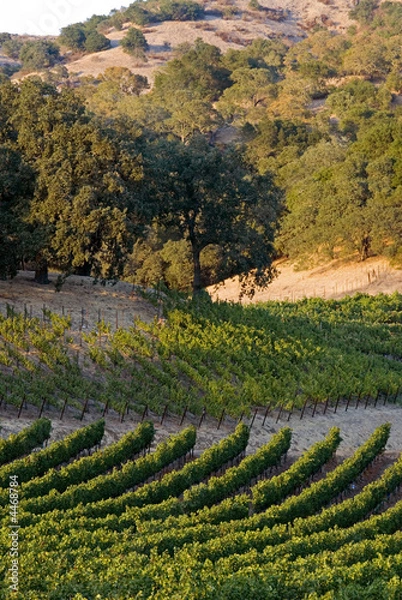 Fototapeta Napa light and shadow