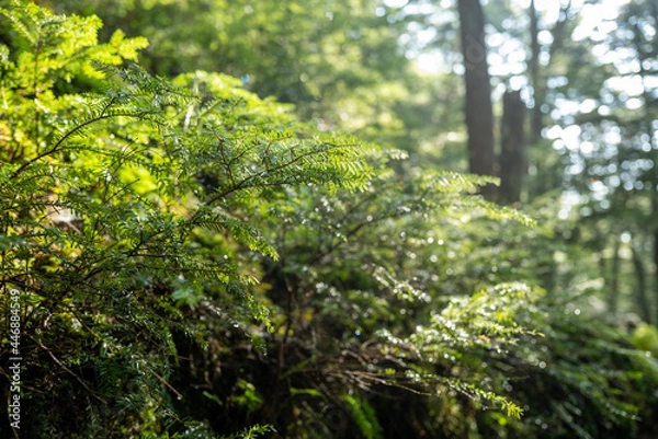 Fototapeta 夏の瑞牆山の登山道の風景 A view of the trail in summer at Mt.Mizugakiyama.