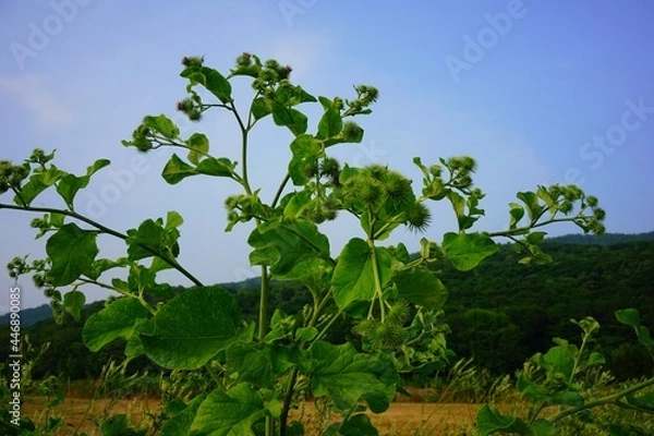 Fototapeta 北海道、田舎、夏、元気な野草