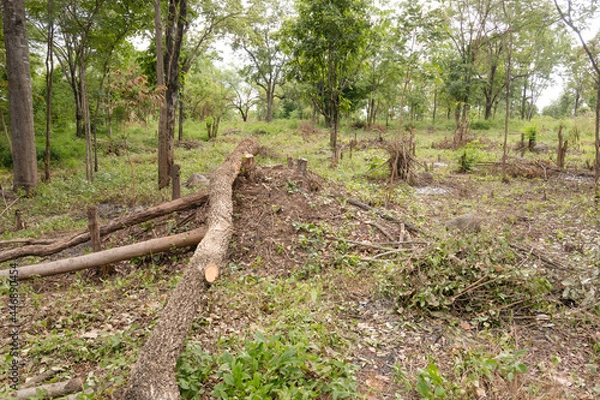 Fototapeta tree in the woods