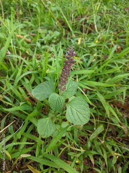 Fototapeta close up of a plant in the garden