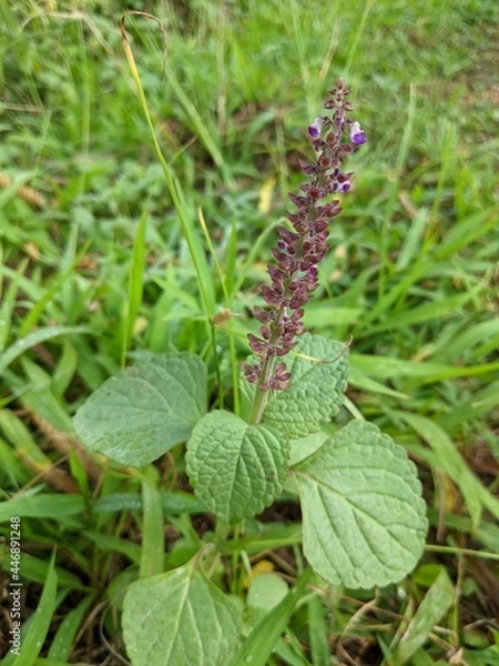 Fototapeta close up of a plant in the garden