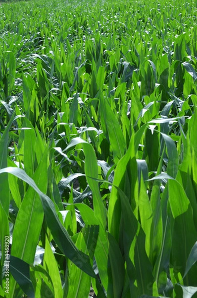 Fototapeta Field Corn