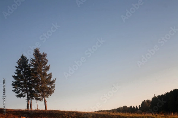 Obraz evening sky and tree 