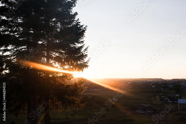 Obraz sunset in the forest