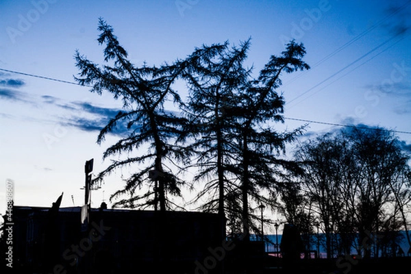 Obraz bizarre trees against the sky 