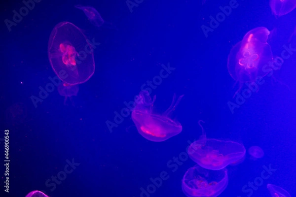 Obraz jelly fish in aquarium