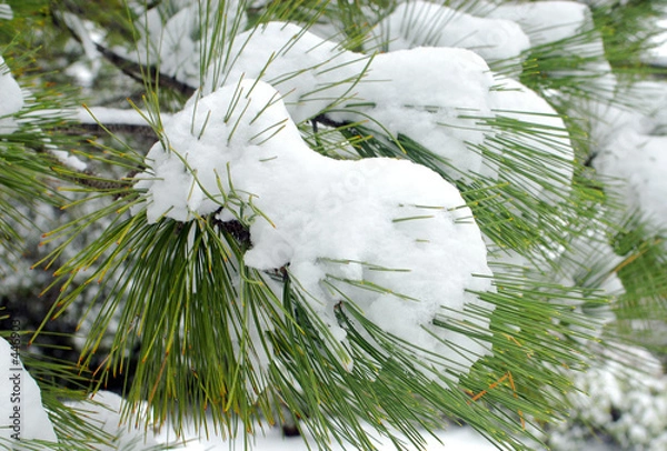 Obraz snow on pine needles
