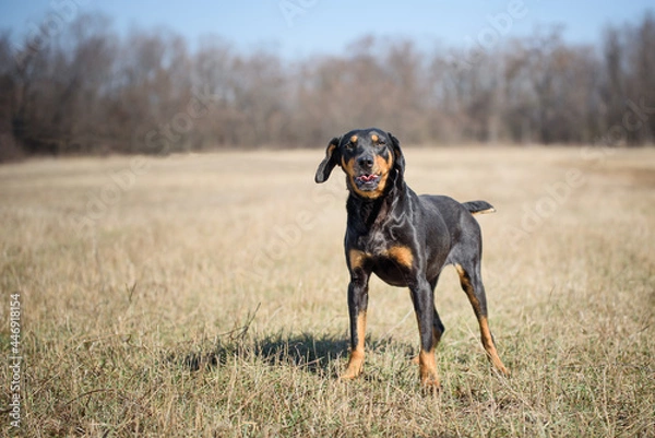 Fototapeta Beautiful black dog during a obedience training and regular walk
