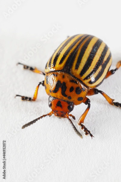 Fototapeta One Colorado beetle on a white paper surface close-up. Not isolated. Bright vertical illustration about insects, pests of agricultural plants, farm and gardening. Macro