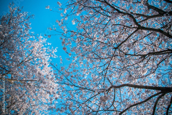 Fototapeta 시골길 벚꽃 만개