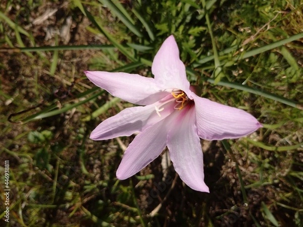 Obraz spring crocus flower