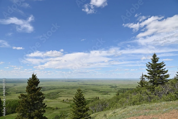 Fototapeta  forest landscape with trees and sky