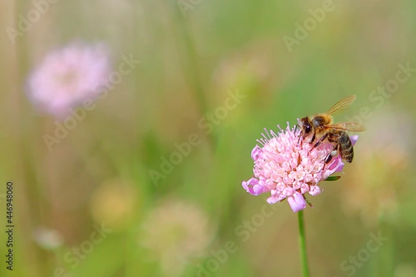 Fototapeta bee on a flower