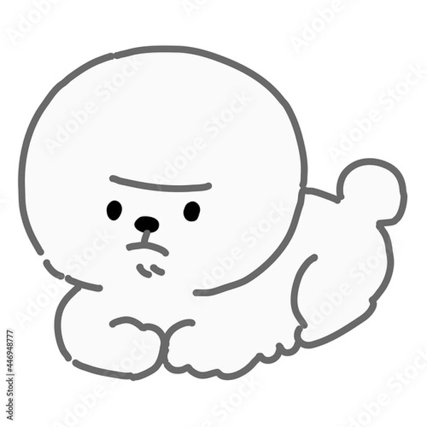 Fototapeta 座るビションフリーゼ　白色