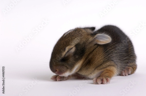Fototapeta Week Old Rabbit