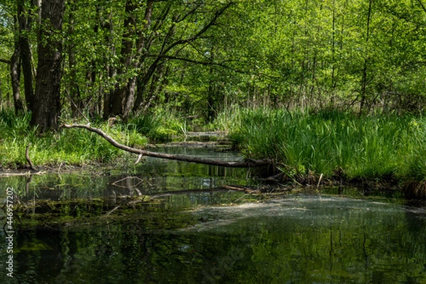 Obraz Auwald, Leipzig