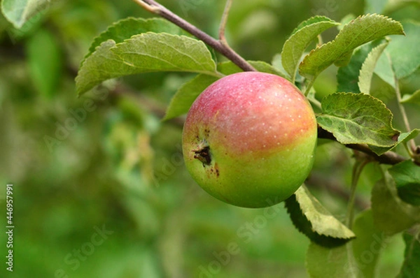 Obraz Jabłko, ogród, owoce, lato