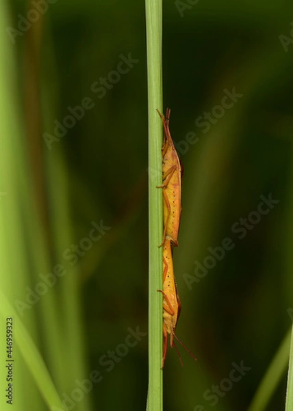 Fototapeta Cantao ocellatus is one of the insects in the family Scutelleridae are mating on the grass. 
