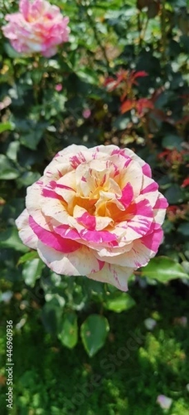 Obraz Pink White Speckled Rose