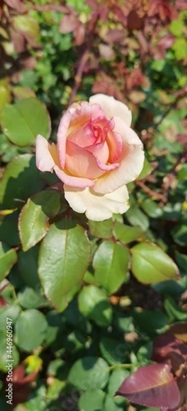 Obraz Light Pink Rose