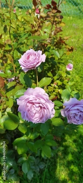 Obraz Light Purple Rose