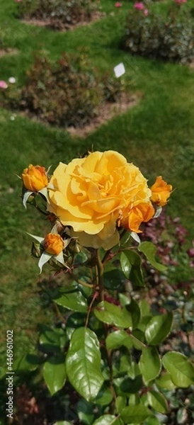 Obraz Yellow Orange Rose
