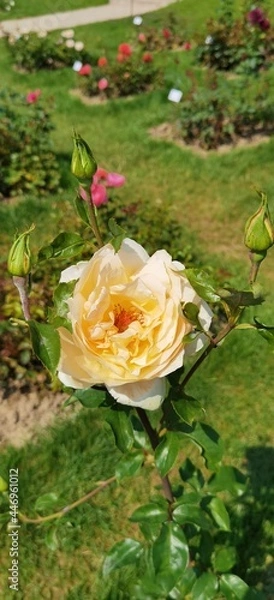 Obraz Yellow Rose