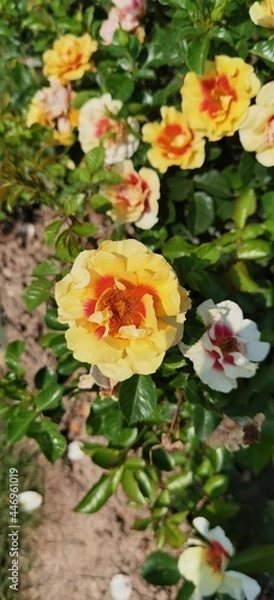 Obraz Yellow Red Rose