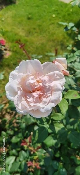 Obraz Light Pink Rose