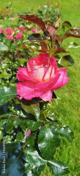 Obraz Pink Rose Bloom