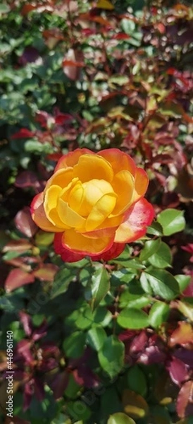 Obraz Yellow and Red Rose