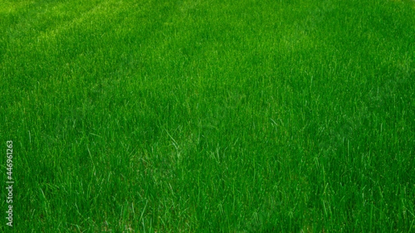 Fototapeta green grass background