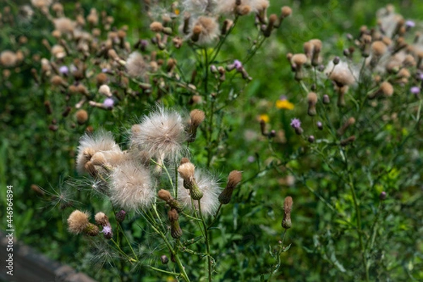 Obraz seeds on the wind