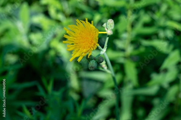 Obraz yellow wildflower