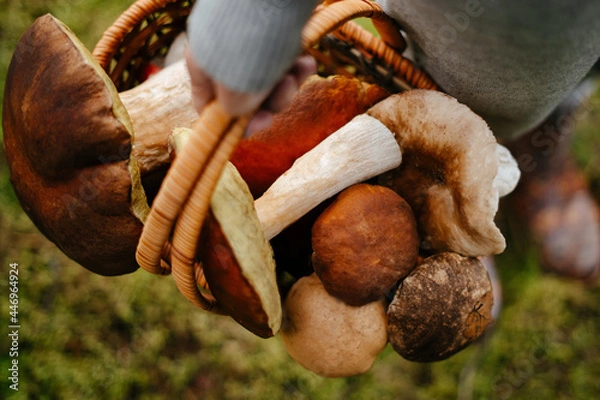 Fototapeta Close-up of a basket wicker with mushrooms in the hands of a young woman. Concept of harvesting and organic food.