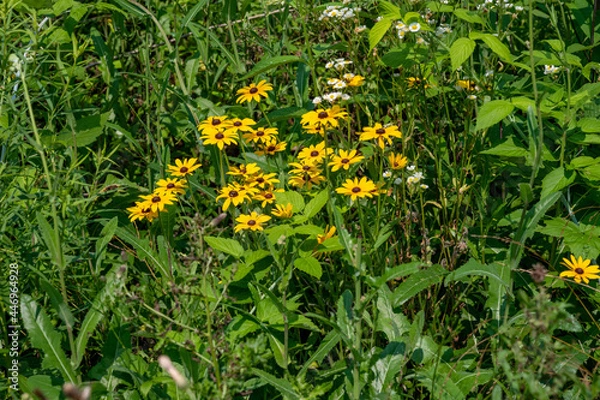 Obraz yellow wildflowers