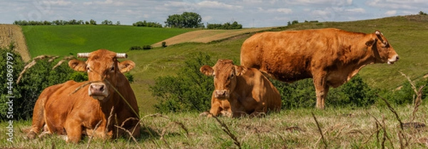 Obraz Troupeau de Vache dans le Comminges