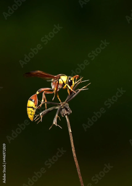 Fototapeta Hymenoptera it is classified as a bee-type insect because it has a stinger in the hornet's two pairs of thin-winged lobes.