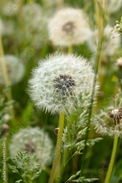 Fototapeta Fuzzy white dandelion seed heads with floaties in a meadow