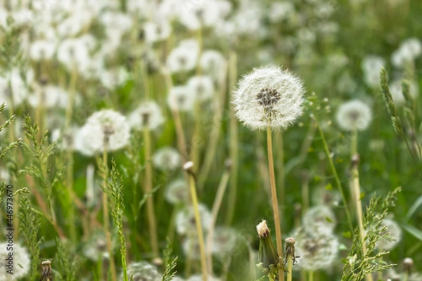 Fototapeta Fuzzy white dandelion seed heads with floaties in a meadow