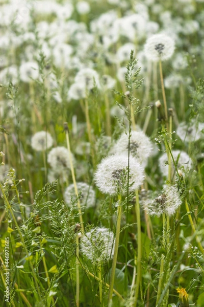 Fototapeta Fuzzy white dandelion seed heads with floaties in a meadow