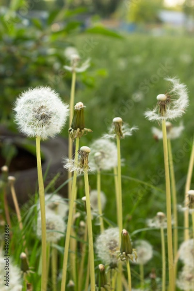 Fototapeta Fuzzy white dandelion seed heads with floaties in a meadow