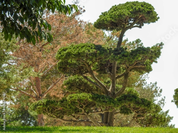 Obraz tree in the park