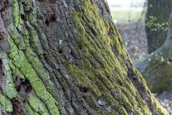 Fototapeta Old tree trunk with moss on it